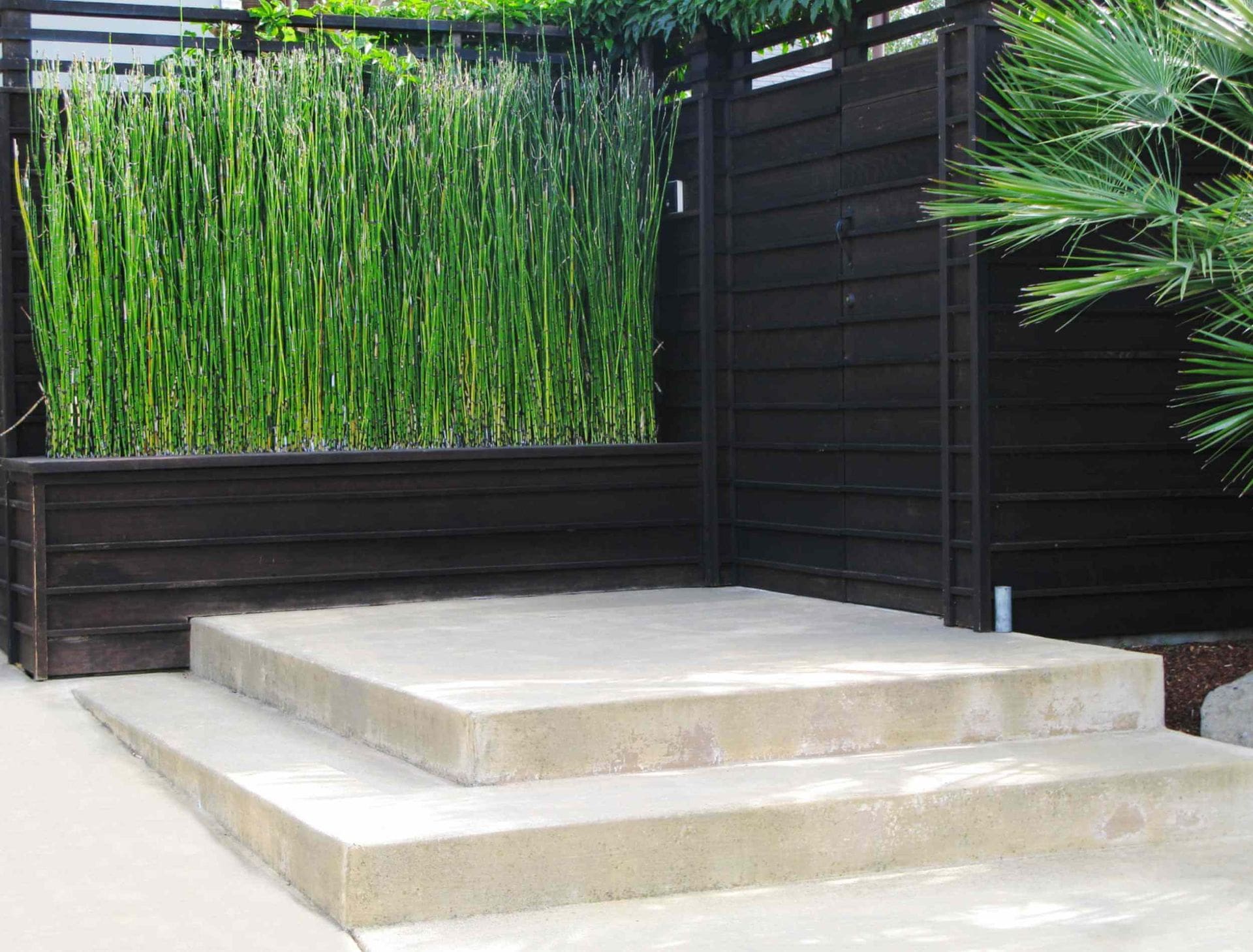 A minimalist outdoor space features three concrete steps leading up to a platform, bordered by a black wooden fence. Tall, green bamboo-like plants create a natural backdrop on one side, complemented by a palm tree on the right—an impeccable design that reflects top-tier concrete services in Glendale AZ.